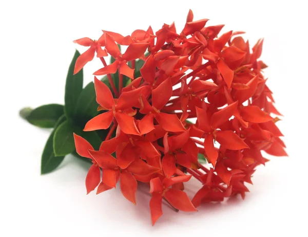 Red ixora — Stock Photo, Image