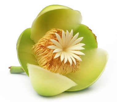 fil elma çiçeği