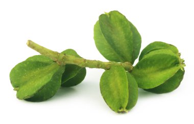 tıbbi terminalia arjuna
