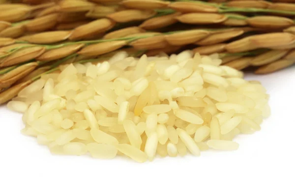 Semillas de arroz con arroz — Foto de Stock