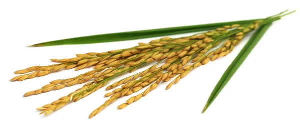 Gouden paddy zaden — Stockfoto