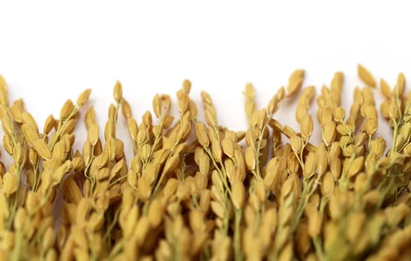 Golden paddy seeds — Stock Photo, Image