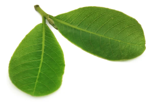 Blätter von terminalia arjuna — Stockfoto