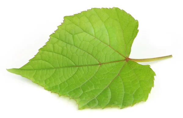 Grape leaf — Stock Photo, Image