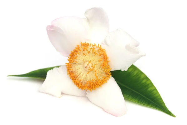 Nageshwar flower — Stock Photo, Image