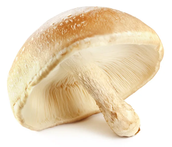 Shiitake paddestoelen — Stockfoto