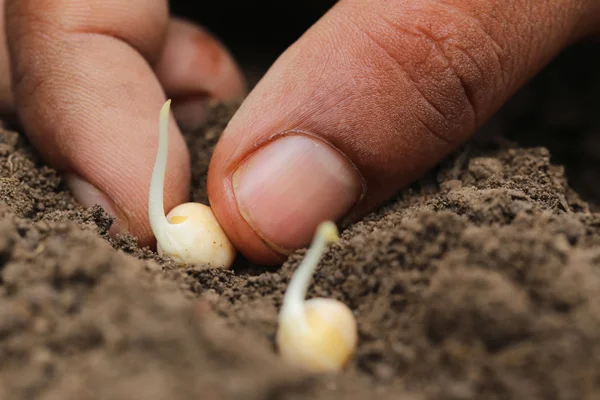 Planting green pea — Stock Photo, Image