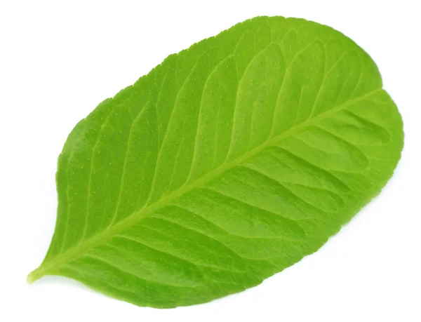 Lemon leaf — Stock Photo, Image