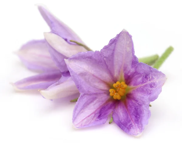 Flower of eggplant — Stock Photo, Image