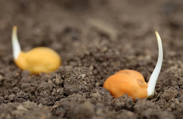 小鸡豌豆苗在肥沃的土壤 — 图库照片