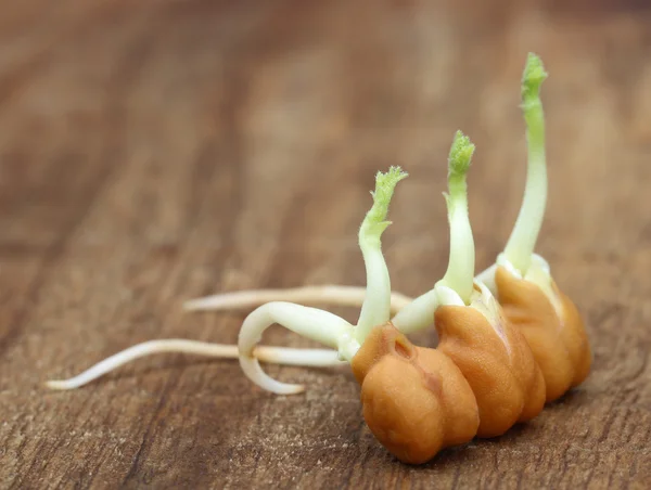 Chick-pea seedling — Stock Photo, Image