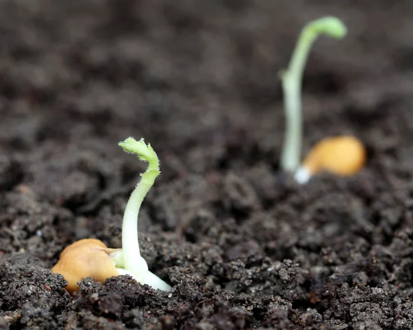 Green pea seedling — Stock Photo, Image