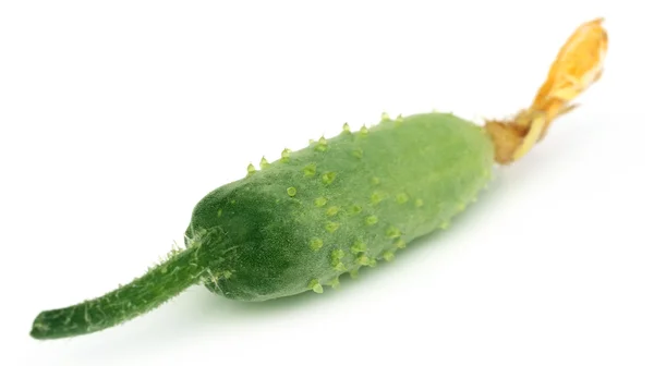 Cetriolo giovane — Foto Stock