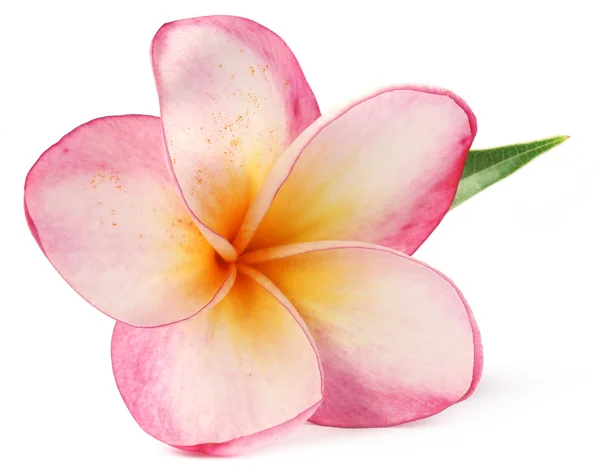 Frangipani — Foto Stock