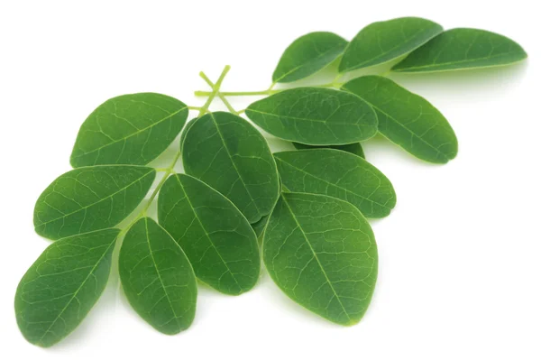 Foglie di moringa — Foto Stock