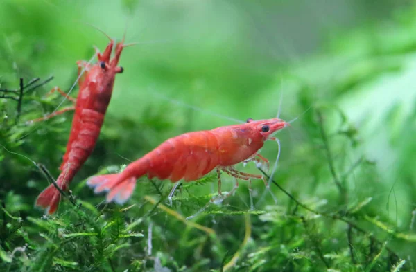 Crevettes Cerises Rouges Dans Aquarium Planté — Photo