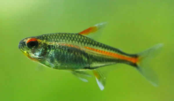 Hemigrena Erythrozonus Lub Świecąca Tetra Sadzonym Akwarium — Zdjęcie stockowe