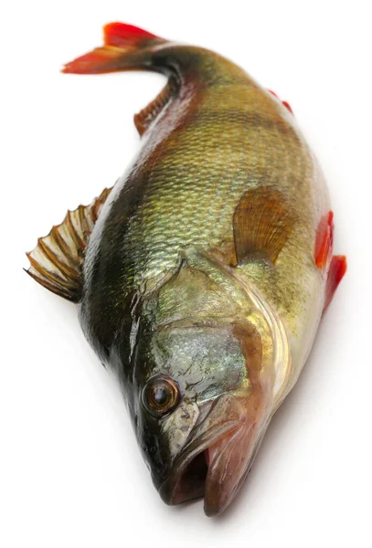 European Perch White Background — Stock Photo, Image