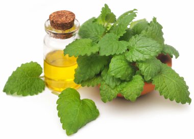 Lemon balm leaves with extracted essential oil in bottle over white background