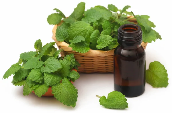 Lemon Balm Leaves Extracted Essential Oil Bottle White Background — Zdjęcie stockowe