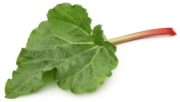 Fresh Rhubarb Stem Leaves White Background — Photo