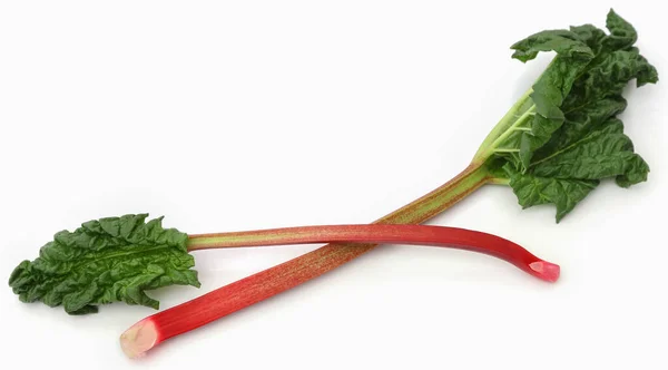 Fresh Rhubarb Stem Leaves White Background — Stockfoto