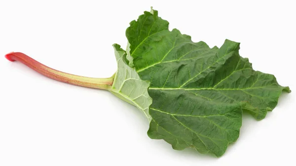 Fresh Rhubarb Stem Leaves White Background — Stockfoto