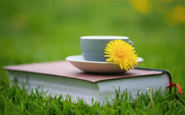 Herbal Dandelion Tea Flower Garden — стокове фото