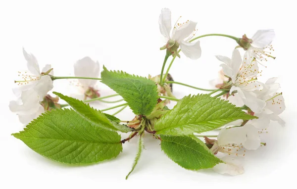 White Cherry Flower Green Leaves Isolated — 图库照片