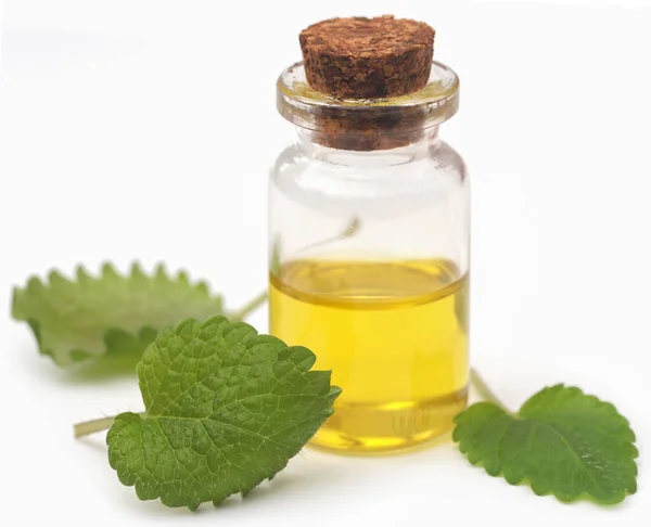 Lemon Balm Leaves Extracted Essential Oil Bottle — Stockfoto