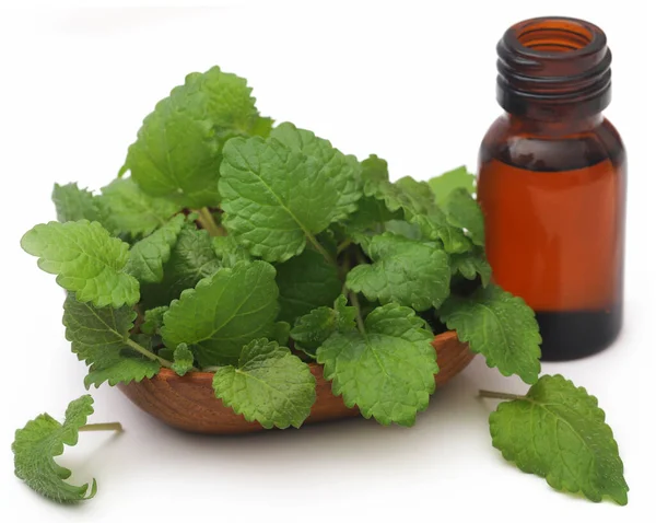 Lemon Balm Leaves Extracted Essential Oil Bottle — Zdjęcie stockowe