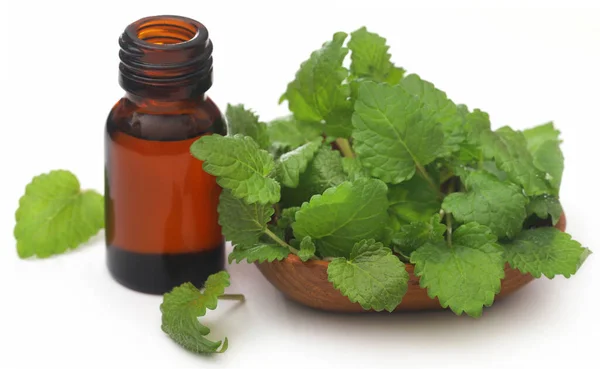 Lemon Balm Leaves Extracted Essential Oil Bottle — Zdjęcie stockowe