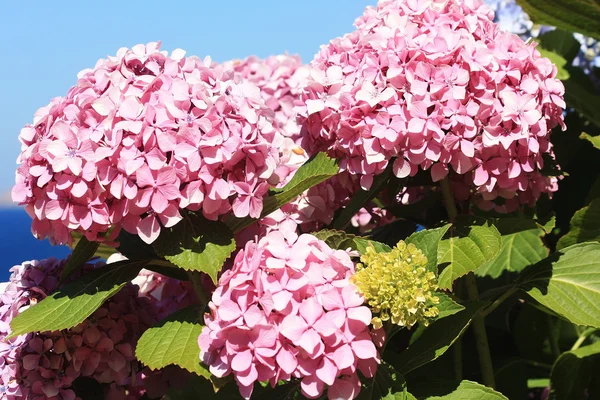 Flowers of hydrangea — Stock Photo, Image