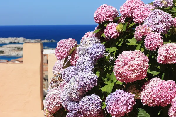 Flowers of hydrangea — Stock Photo, Image