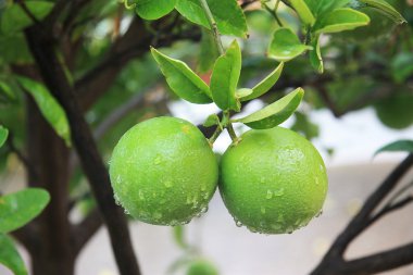 olgunlaşmamış portakal portakal ağacı dalı