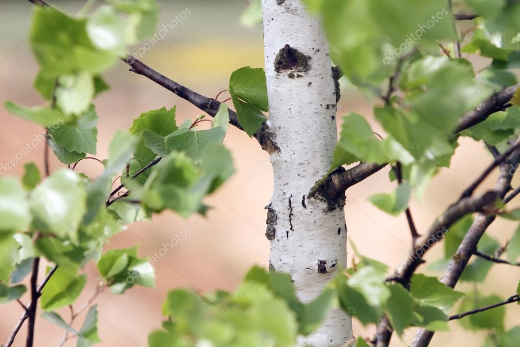 Birch tree — Stock Photo © Julius 22282853