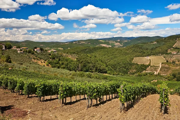 Viñedos y olivos plantaciones . — Foto de Stock