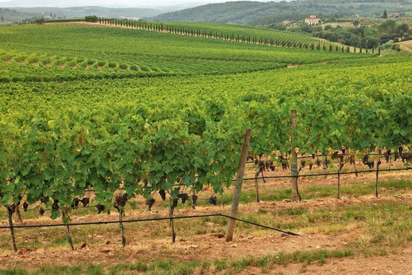 Vineyards all over hills. — Stock Photo, Image