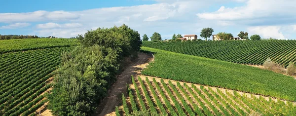 Vignobles au Chianti . Images De Stock Libres De Droits