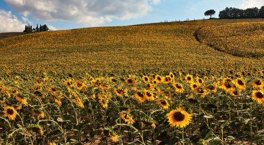 Ayçiçeği alanın üzerine tepe Toskana.