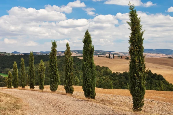 Cypress alley, Toszkána. — Stock Fotó