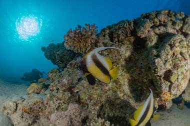 Kızıl Deniz 'de balıklar yüzer, renkli balıklar, Eilat İsrail