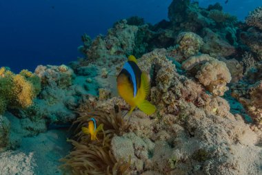 Kızıl Deniz 'deki palyaço balığı Renkli ve güzel, Eilat Israel