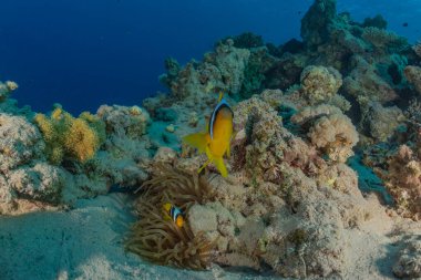 Kızıl Deniz 'deki palyaço balığı Renkli ve güzel, Eilat Israel