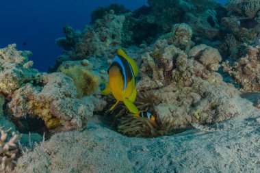 Kızıl Deniz 'deki palyaço balığı Renkli ve güzel, Eilat Israel