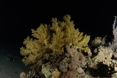 Kızıldeniz 'deki mercan resifi ve su bitkileri, Eilat Israel