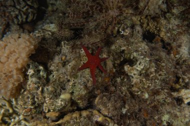 Kızıldeniz 'in deniz tabanındaki denizyıldızı, Eilat Israel