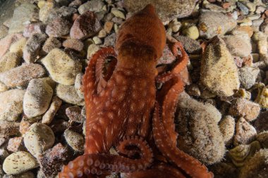 Kızıl Deniz 'deki kamuflajın kralı, Eilat Israel. 