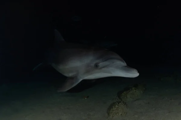 Delfinschwimmen Roten Meer Eilat Israel — Stockfoto