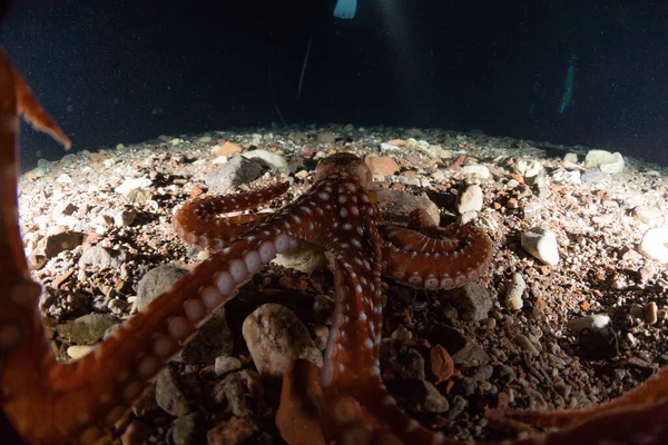 Octopus king of camouflage in the Red Sea, Eilat Israel